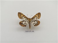 藏品(尺蛾104)的圖片